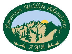 American Wildlife Adventures