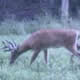 Strut N Rut Outfitters